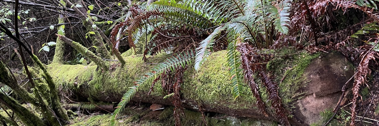 AlexandriaSweet banner