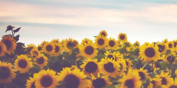 Elly_Wilson's profile banner image