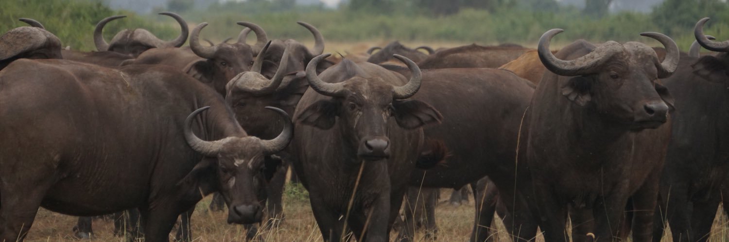 Hannah Frogge banner