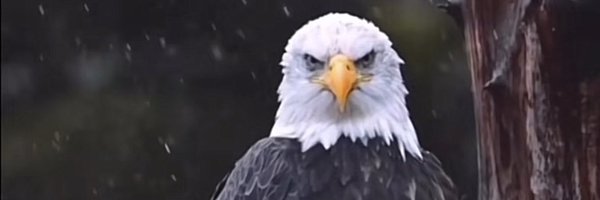 geauxtwl Profile Banner