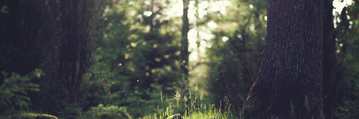 dragonprotector's profile banner image
