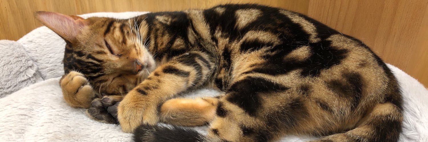 🎧翔(しょう)🏀 banner