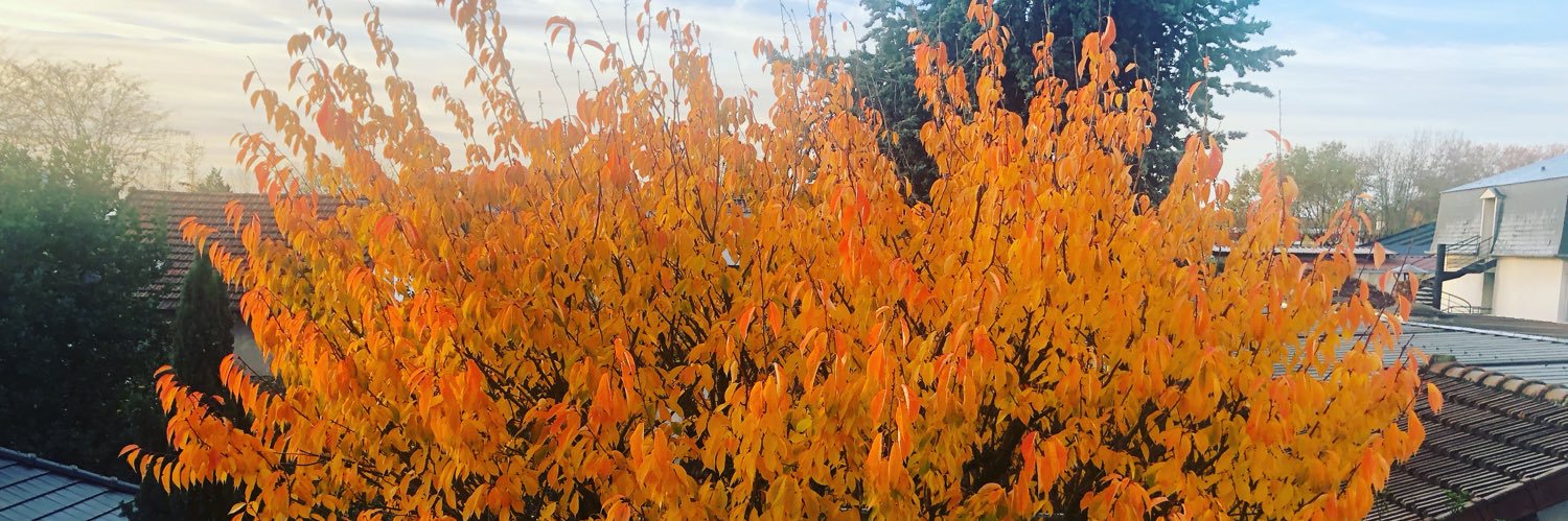 Sebastien Mosbah Natanson banner