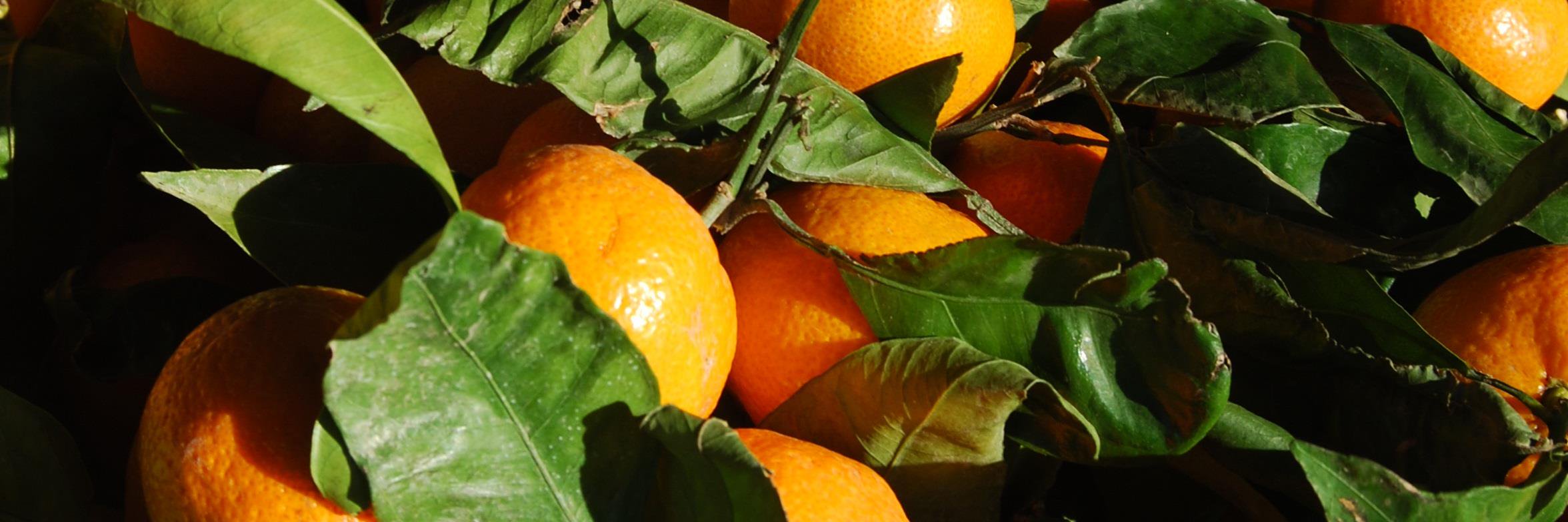 ranchmkt's profile banner image