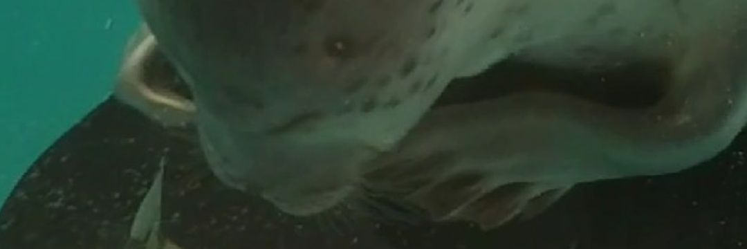 ある banner