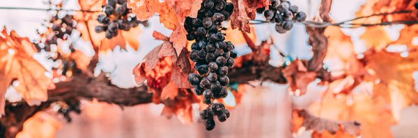 castorocellars Profile Banner