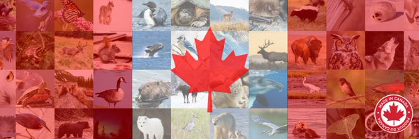 CWF_FCF Profile Banner