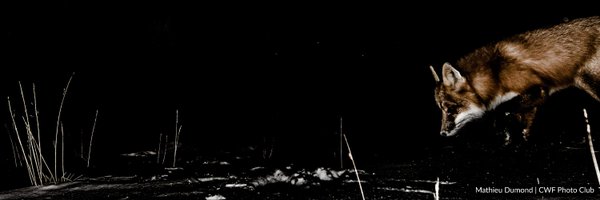 CWF_FCF Profile Banner