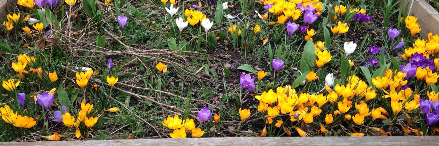 Cornton Primary banner