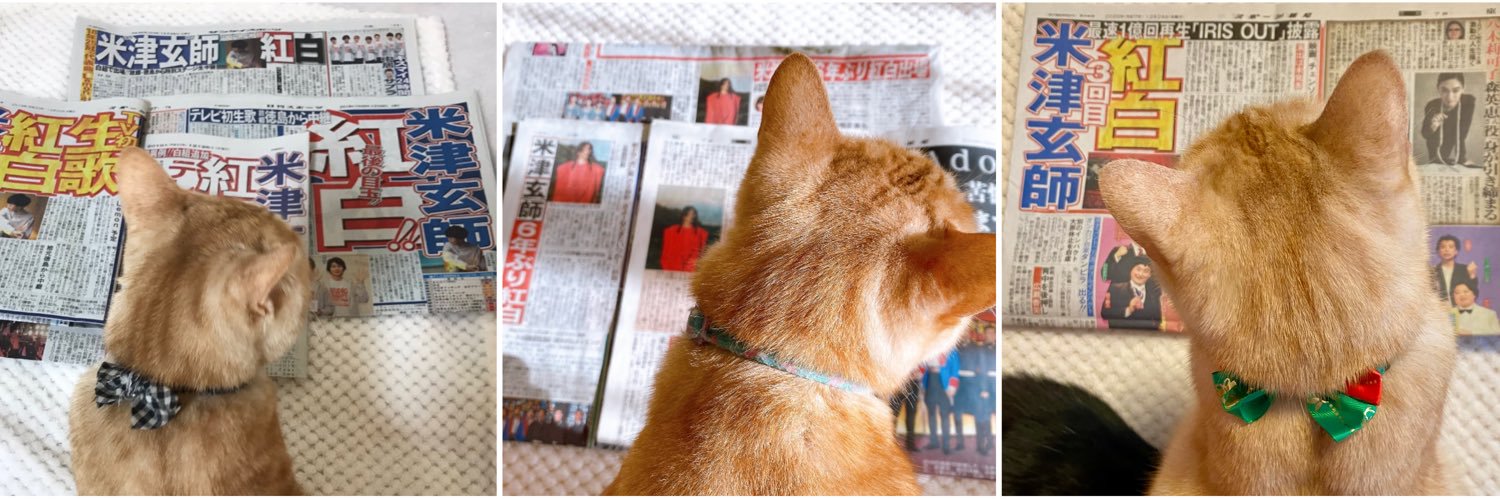 猫野 茶助🌾‎ banner