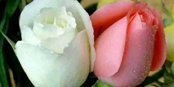 3c2f35d31e64483's profile banner image