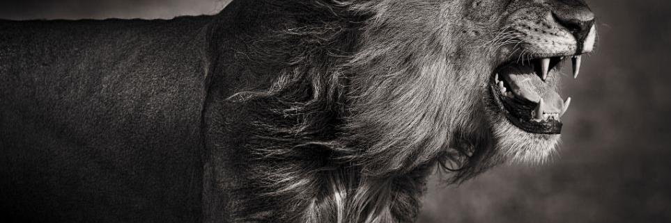 stevet2014's profile banner image