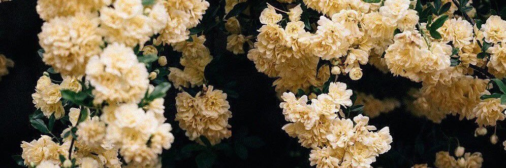 prettyraeerae's profile banner image