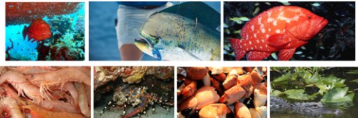 Triar Seafood banner