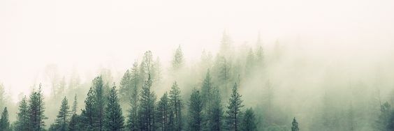 piper lennon banner