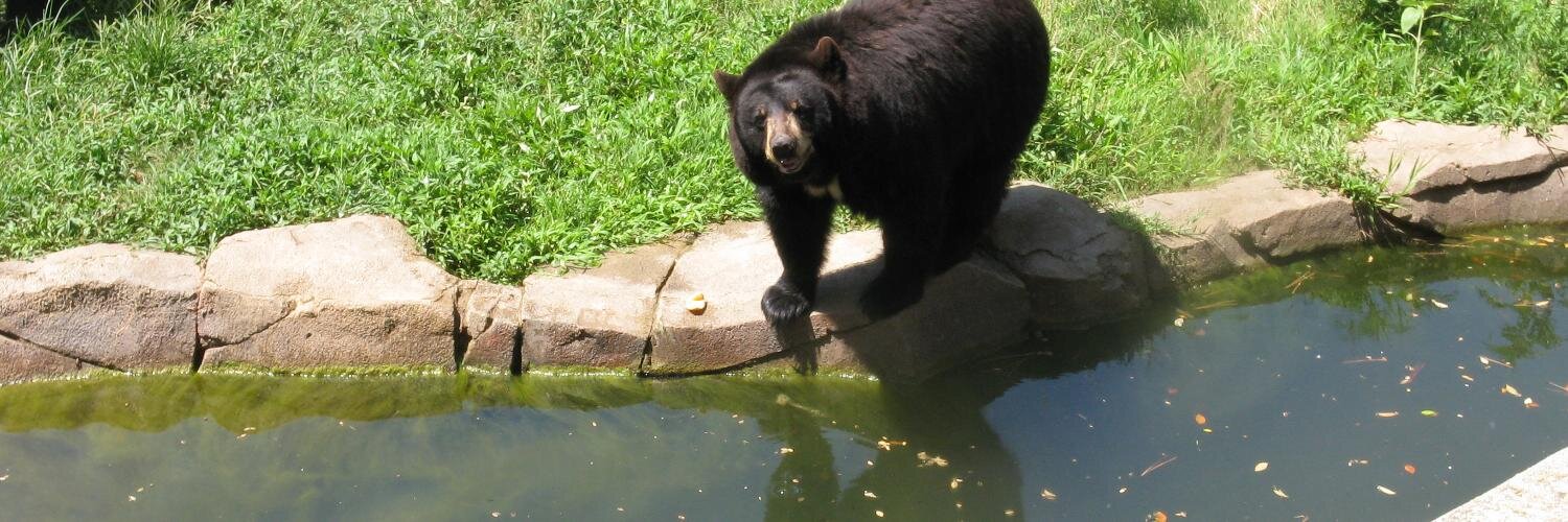 NCSUDeadBear's profile banner image