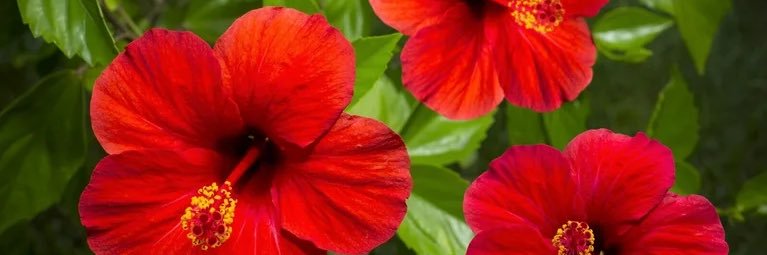 owaite's profile banner image