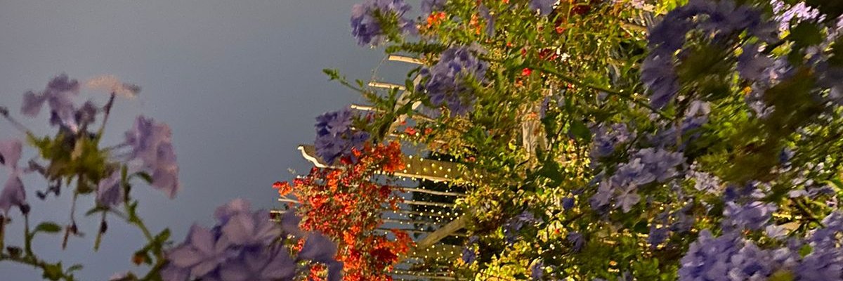 cnuwufc's profile banner image