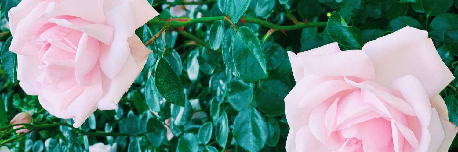 beth_pyles's profile banner image