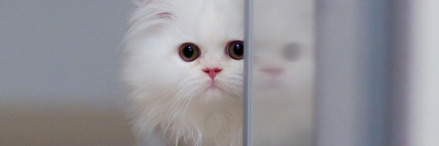 SillyGif's profile banner image