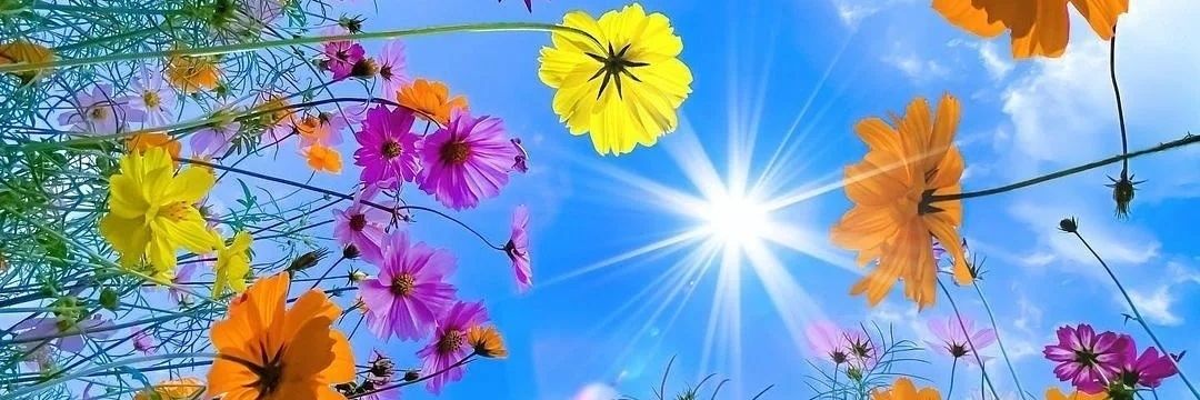 Nathalie Rodriguez banner