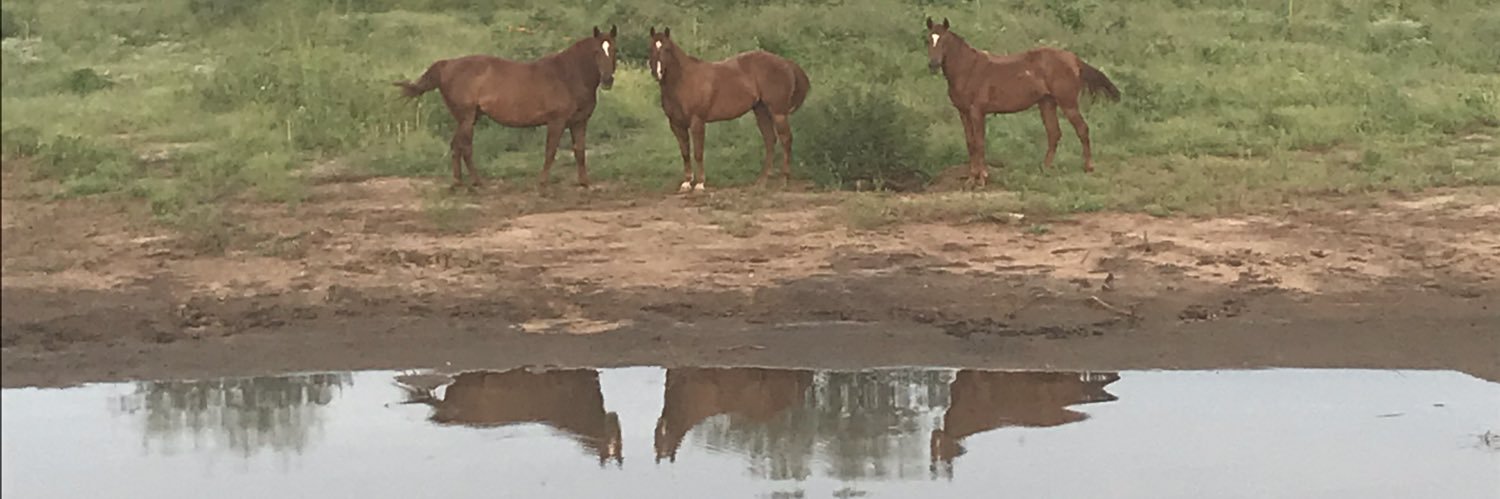 ChimyNavarro's profile banner image