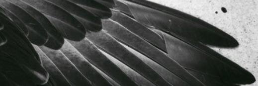 crowsight's profile banner image