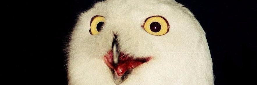 paidtrollguy's profile banner image