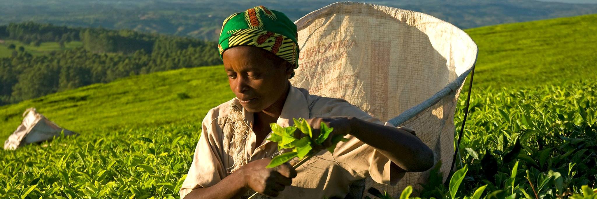 Bpl_Fairtrade's profile banner image