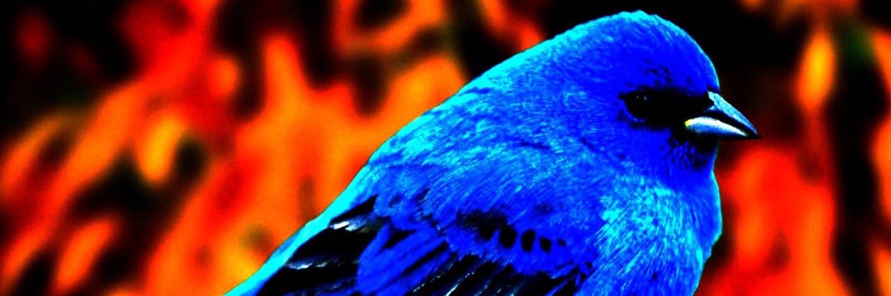 AppleFlorez_'s profile banner image
