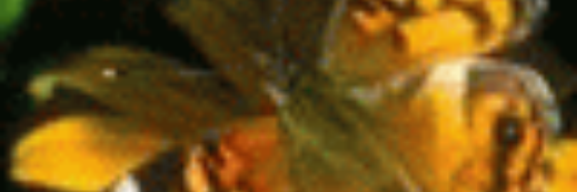 Пронин Александр banner