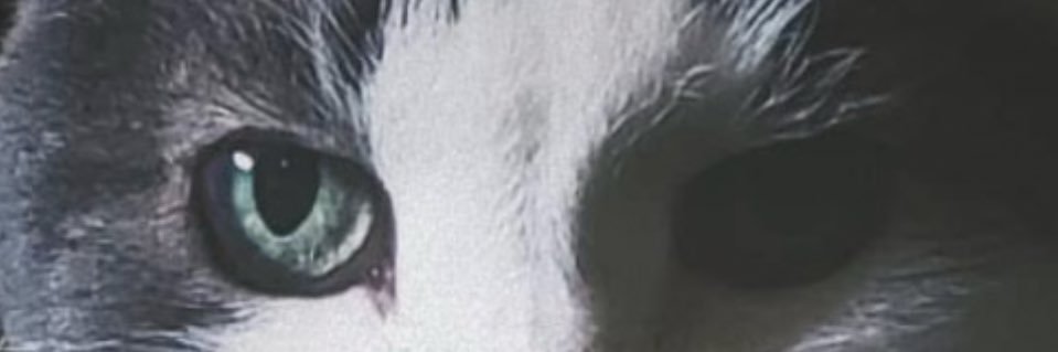 Shawnbzilla's profile banner image