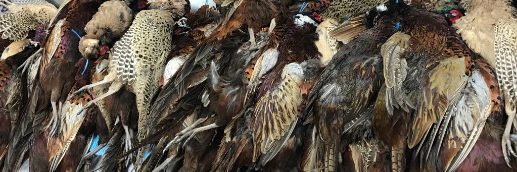 Kirstie Lewis banner