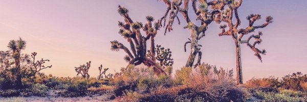 Joshua McTree Profile Banner