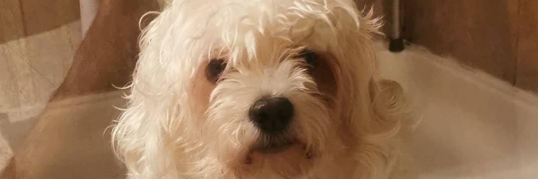 Doudoune🇩🇿🇨🇦 banner