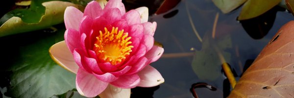 waterlilypool Profile Banner