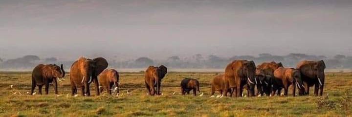 Ole_Mboyo's profile banner image