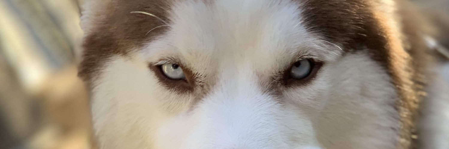DinoBiH502's profile banner image