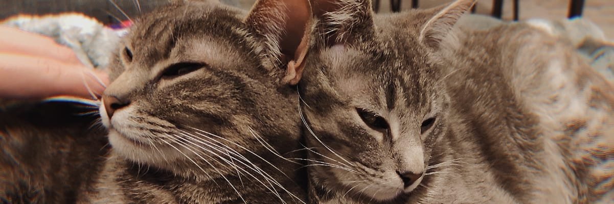 Just_Seith's profile banner image