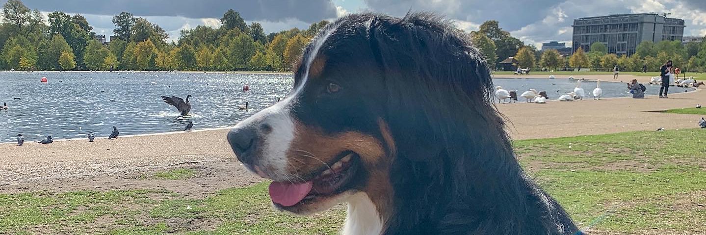 JuniperBernese's profile banner image