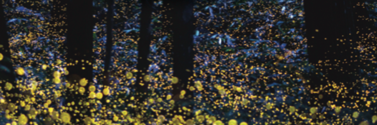 Denise Lewis Patrick banner