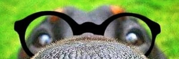 majara0 Profile Banner