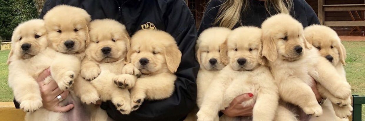 Wyan Wetriever 🍼🐶🏀 ➡️ ThaiTales banner