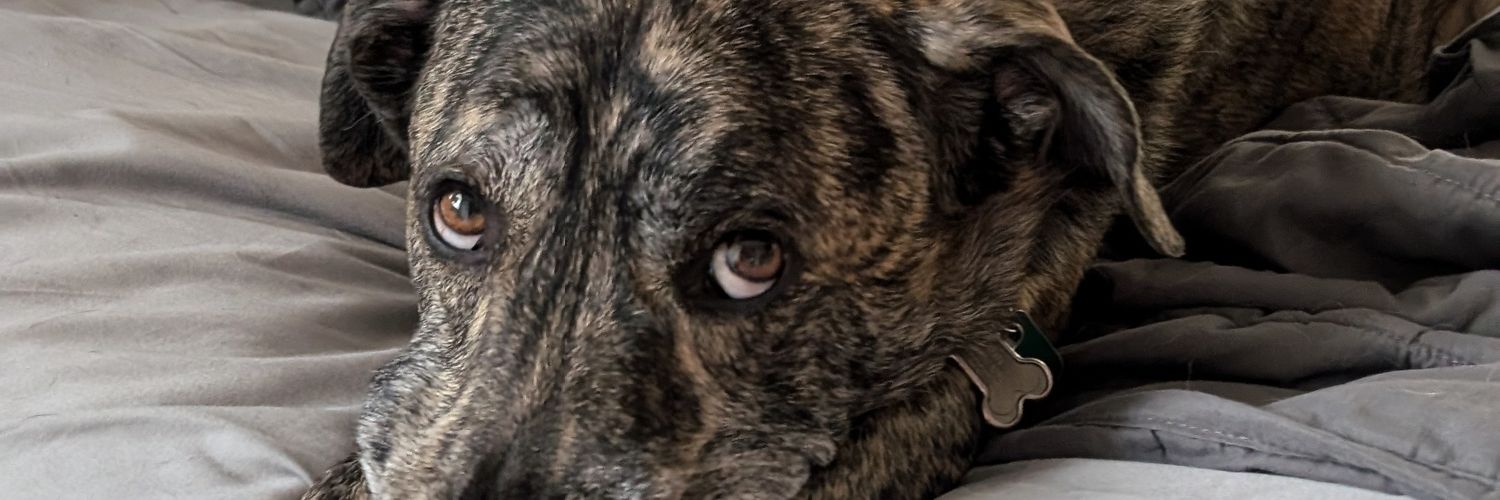 danej85's profile banner image