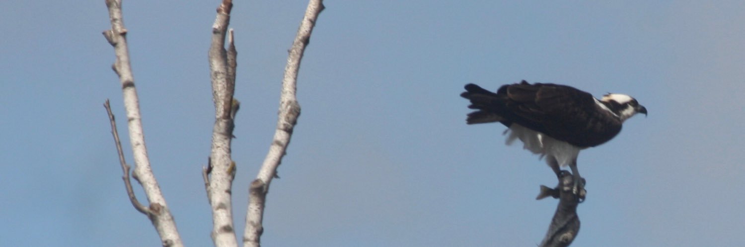 beaconnater's profile banner image
