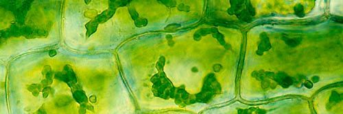 OG_Chloroplast_'s profile banner image