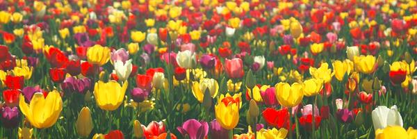 OBAEF Profile Banner