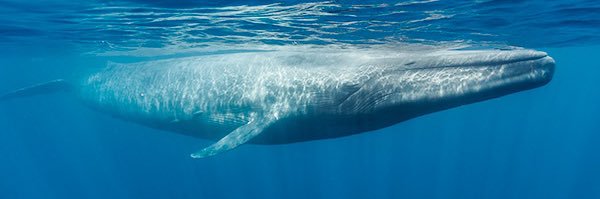 That’s About Enough banner