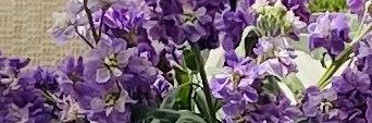 hljacques4's profile banner image