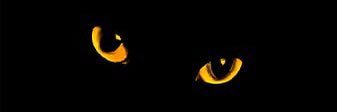 Tigarmando's profile banner image